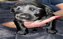 Mixed Breed dogs for sale: Border collie x cocker spaniel  - Image 5