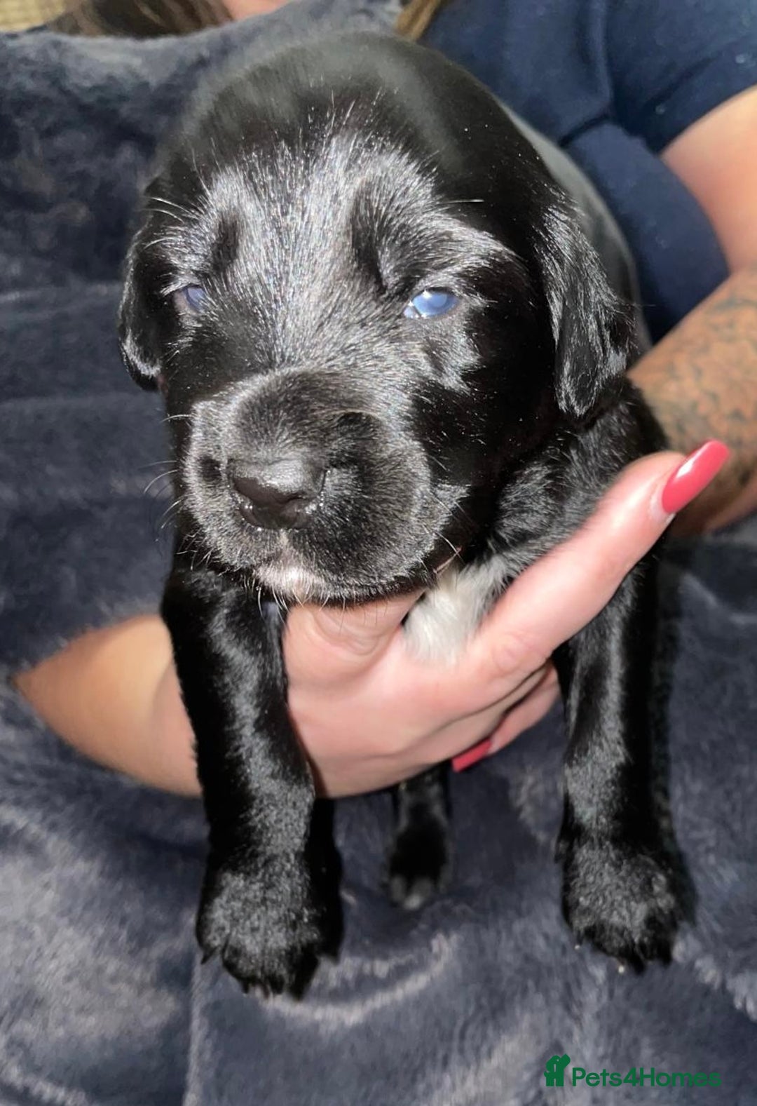 Mixed Breed dogs for sale: Border collie x cocker spaniel  - Image 5