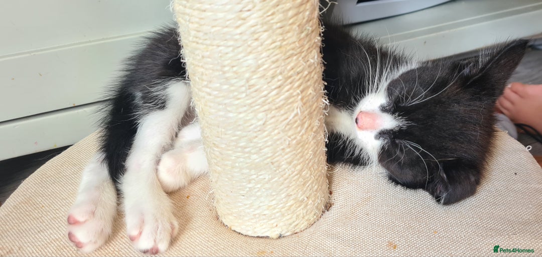 Mixed Breed cats for sale: 4 adorable kittens looking for their forever homes - Image 5