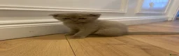 Scottish Fold cats for sale: Lilac Scottish fold kittens  - Advert 7