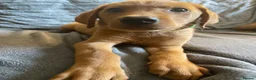 Labrador Retriever dogs for sale: Extensively health tested  Red Labrador puppies  - Advert 14