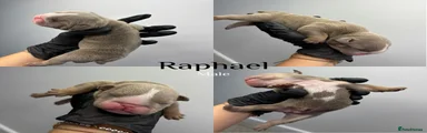 Raphael