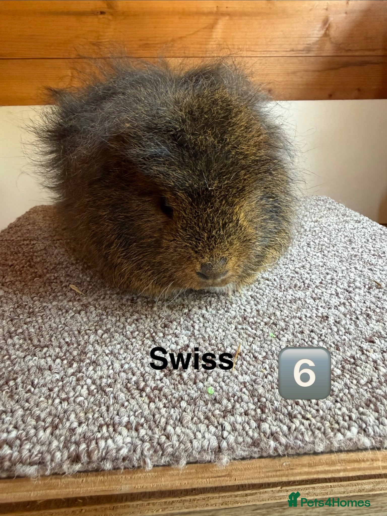 Guinea Pig rodents Swiss Boar - Advert 2