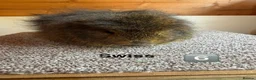 Guinea Pig rodents for sale: Teddy Boars & A Swiss Boar - Advert 10