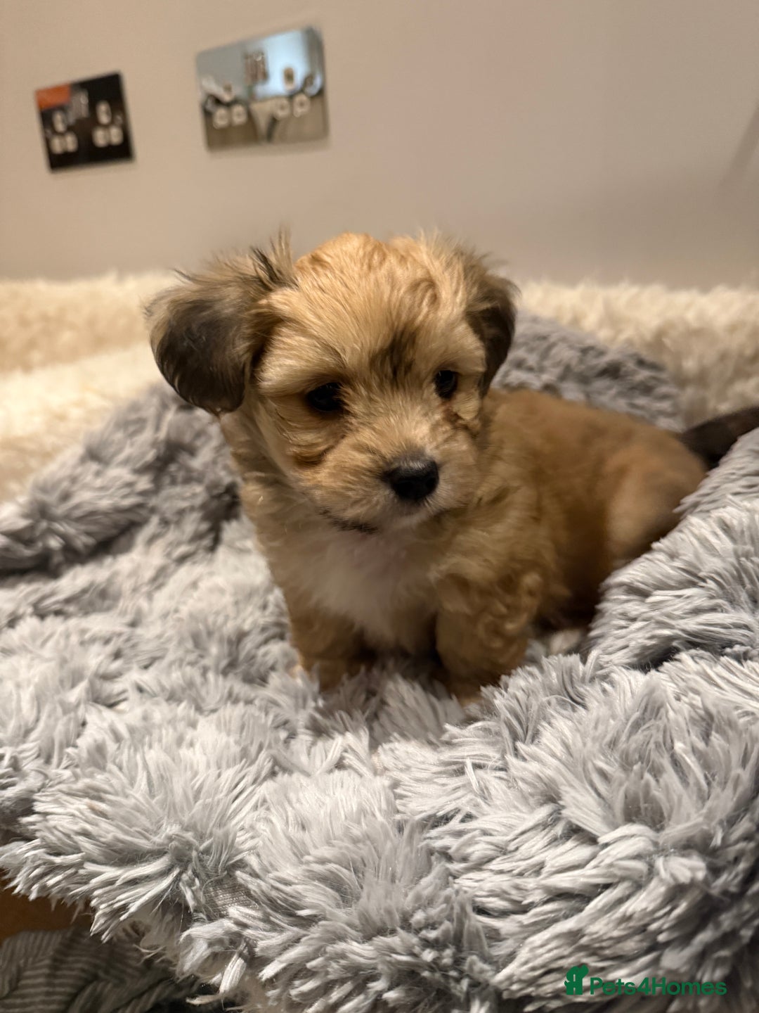 Mixed Breed dogs for sale: Unique mix - Maltese x JackChi Puppies - Advert 35