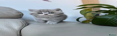 Scottish Fold Kitten 4