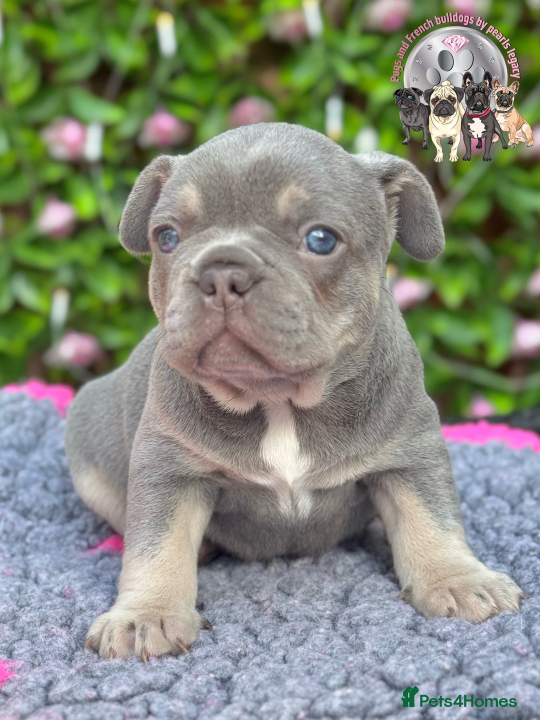 Dog Breed Silver French Bulldog Puppies For Sale Stunning Russian
