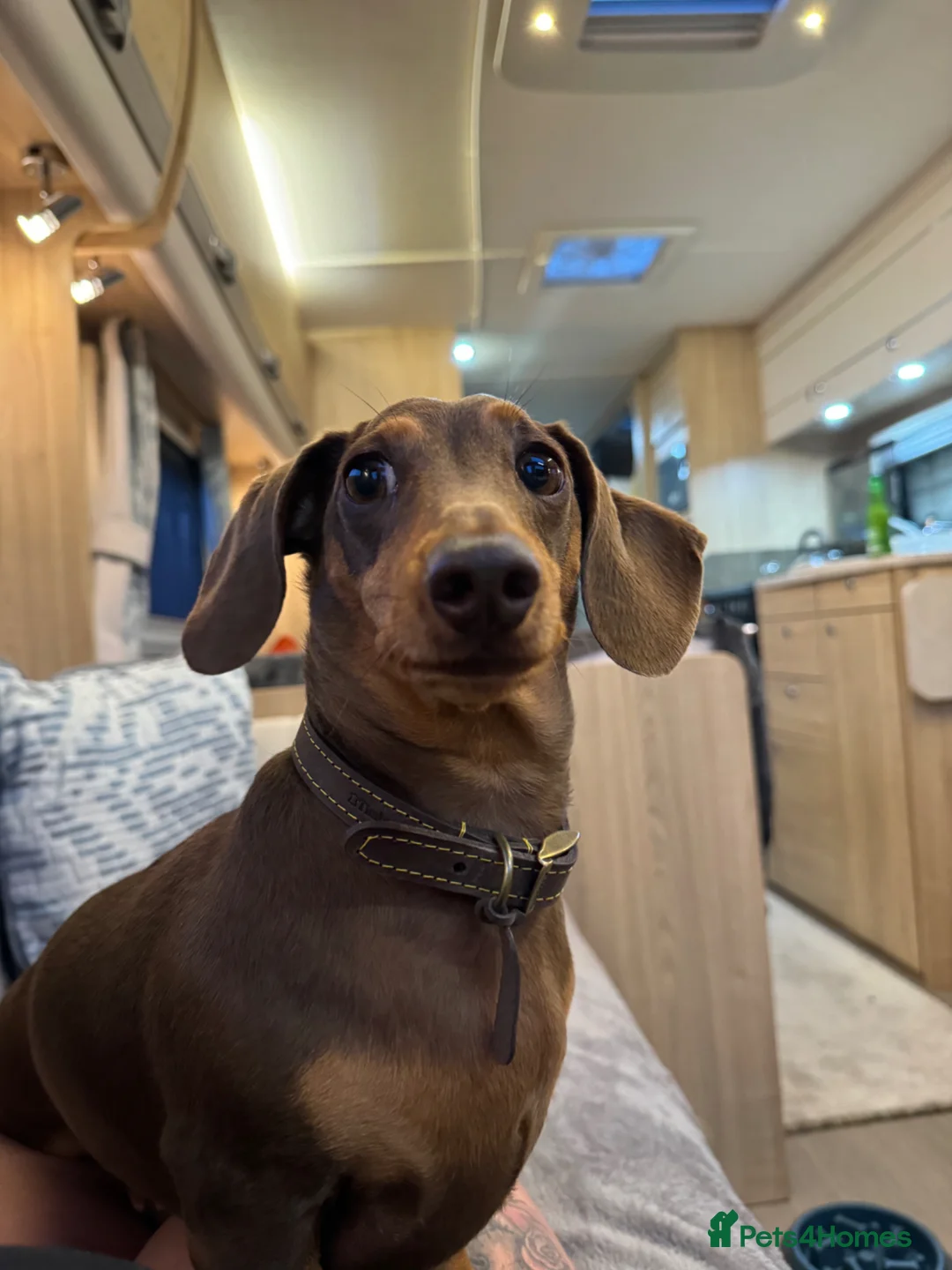 Miniature Dachshund dogs for sale: Miniature dachshund  - Advert 2