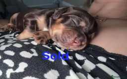 Cocker Spaniel dogs for sale: Working cocker spaniels - Image 19