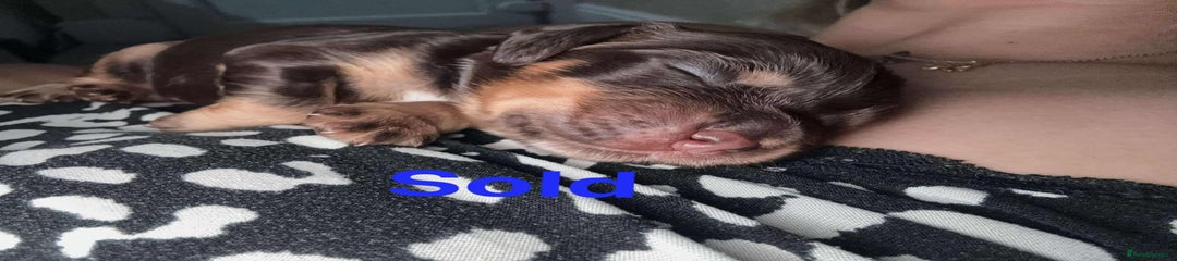 Oscar (blue)