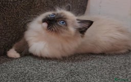 Ragdoll cats for sale: Stunning ragdoll kittens  - Image 4