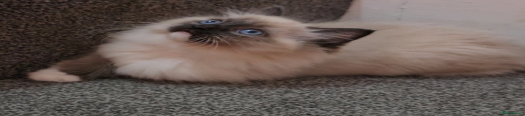 Ragdoll Kitten 3