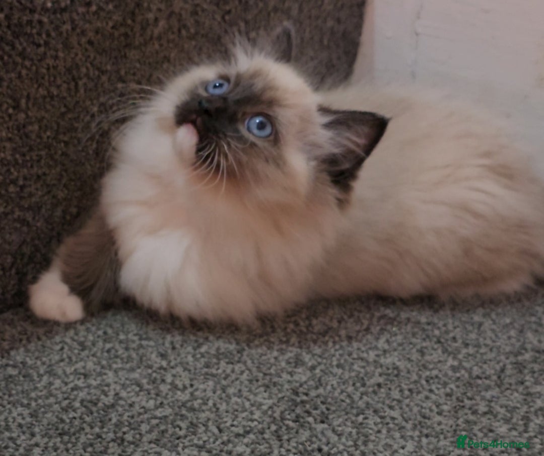 Ragdoll cats for sale: Stunning ragdoll kittens  - Image 4