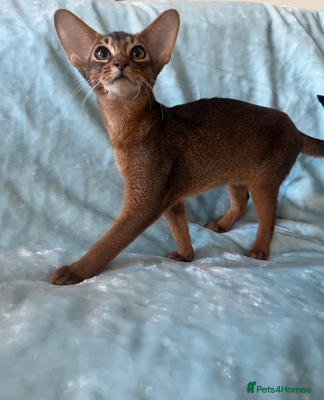 Abyssinian cats for sale: Beautiful Abyssinian boys - Advert 4