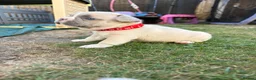French Bulldog dogs for sale: French bull dog puppies 😍😍 KC REGISTERED  - Advert 31