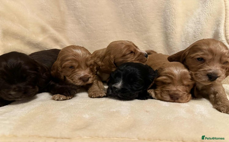 Cocker Spaniel dogs - Advert 4