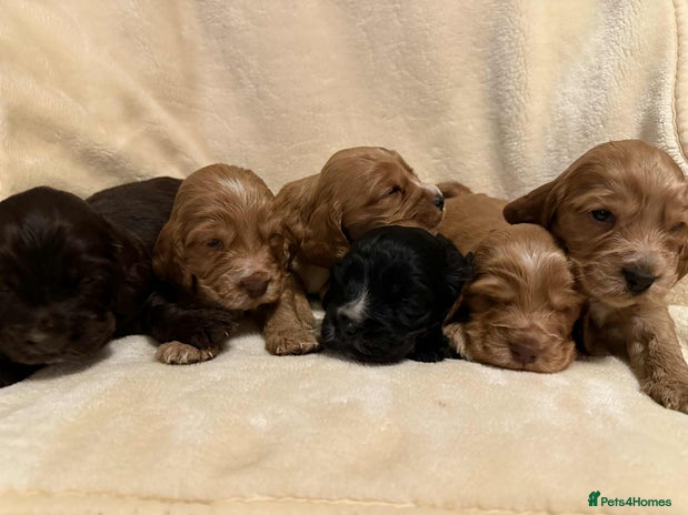 Cocker Spaniel dogs - Advert 7
