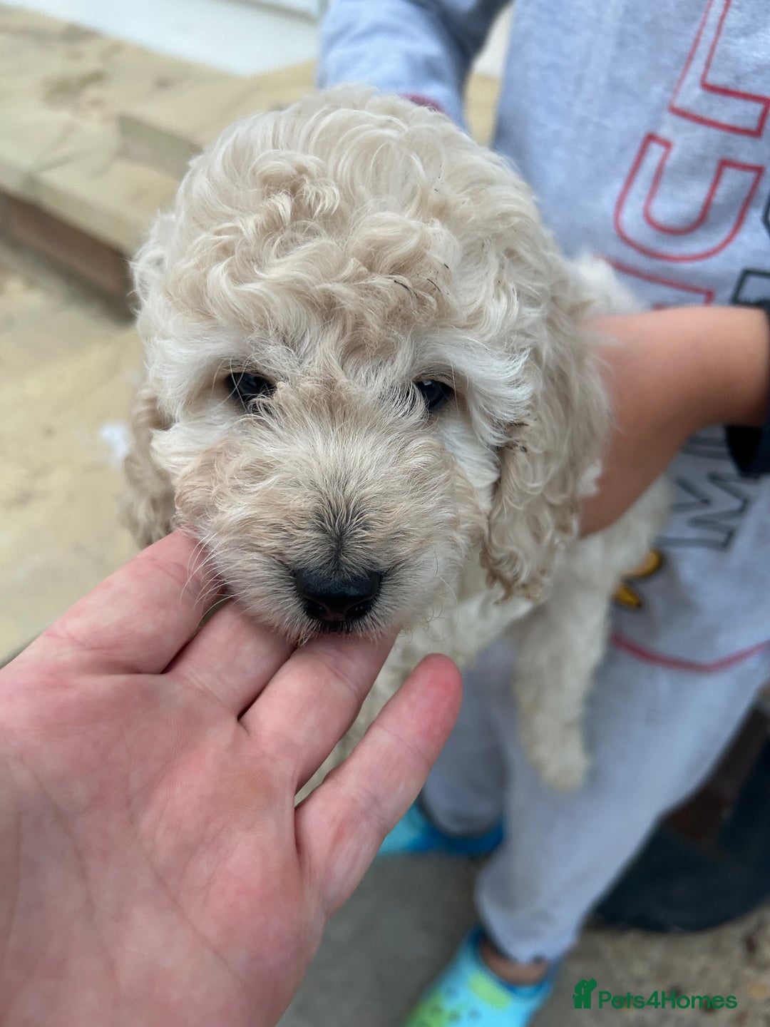 Cockapoo dogs for sale: Cockapoo F1B puppy’s  - Image 5
