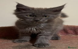 Maine Coon cats for sale: Beautiful Mainecoon kittens ready to leave home  - Image 6