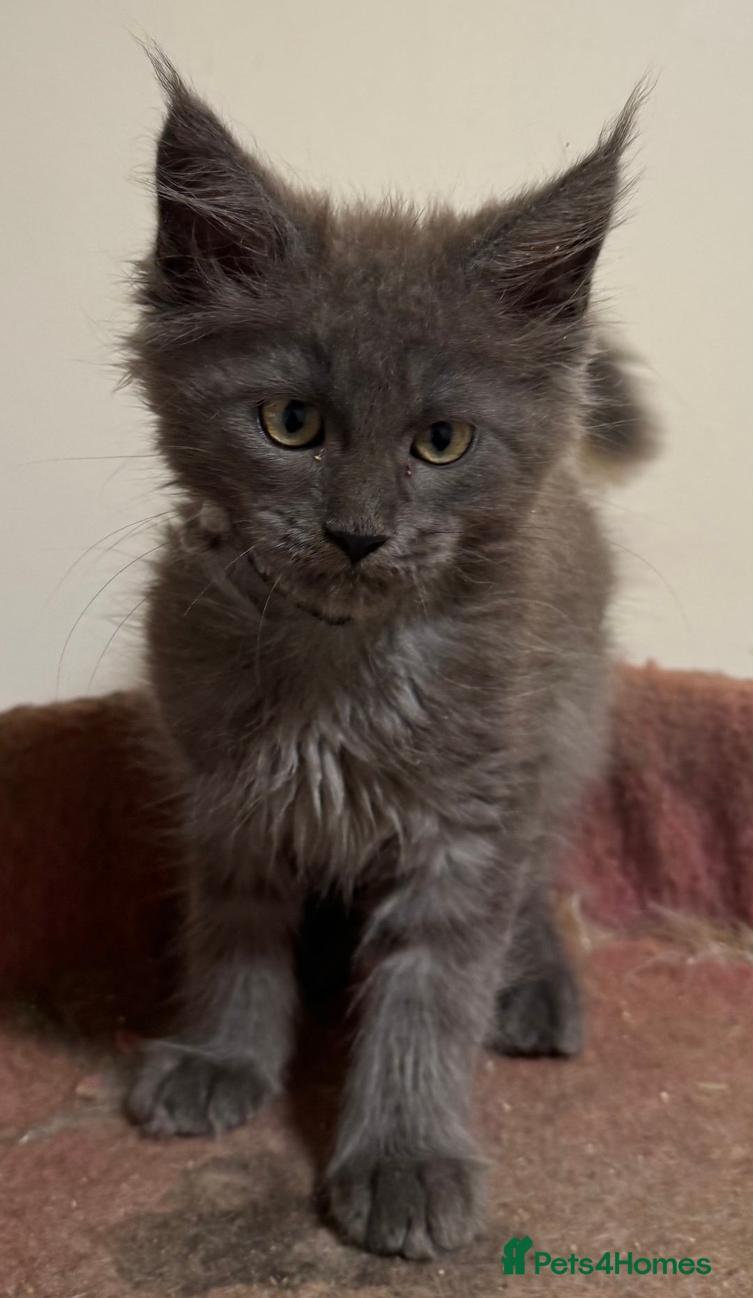 Maine Coon cats for sale: Beautiful Mainecoon kittens ready to leave home  - Image 6
