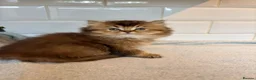 British Shorthair cats for sale: Pedigree golden kittens - black golden & chocolate - Advert 22