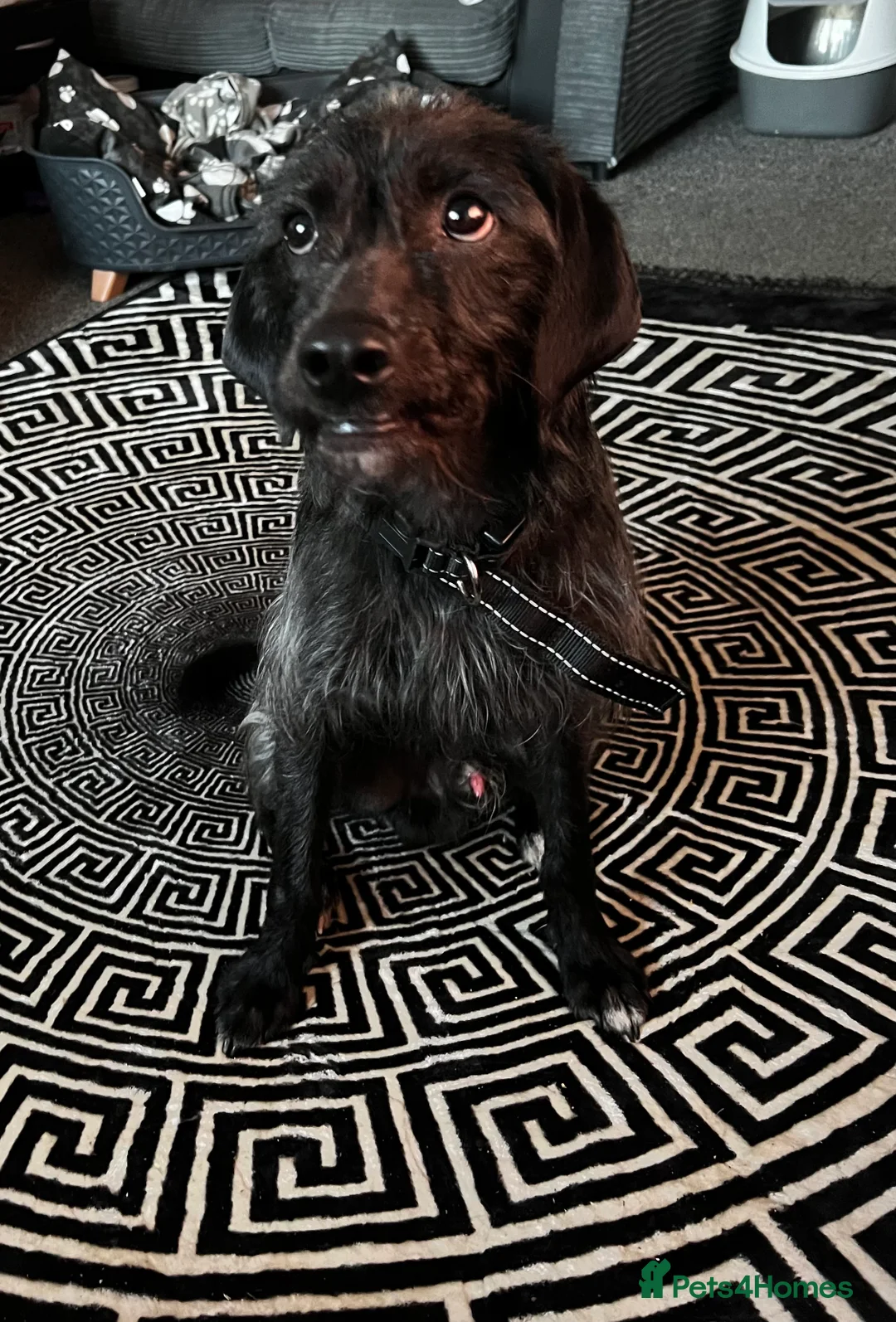 Mixed Breed dogs for sale: 1 year old lab x cockpoo  - Advert 2