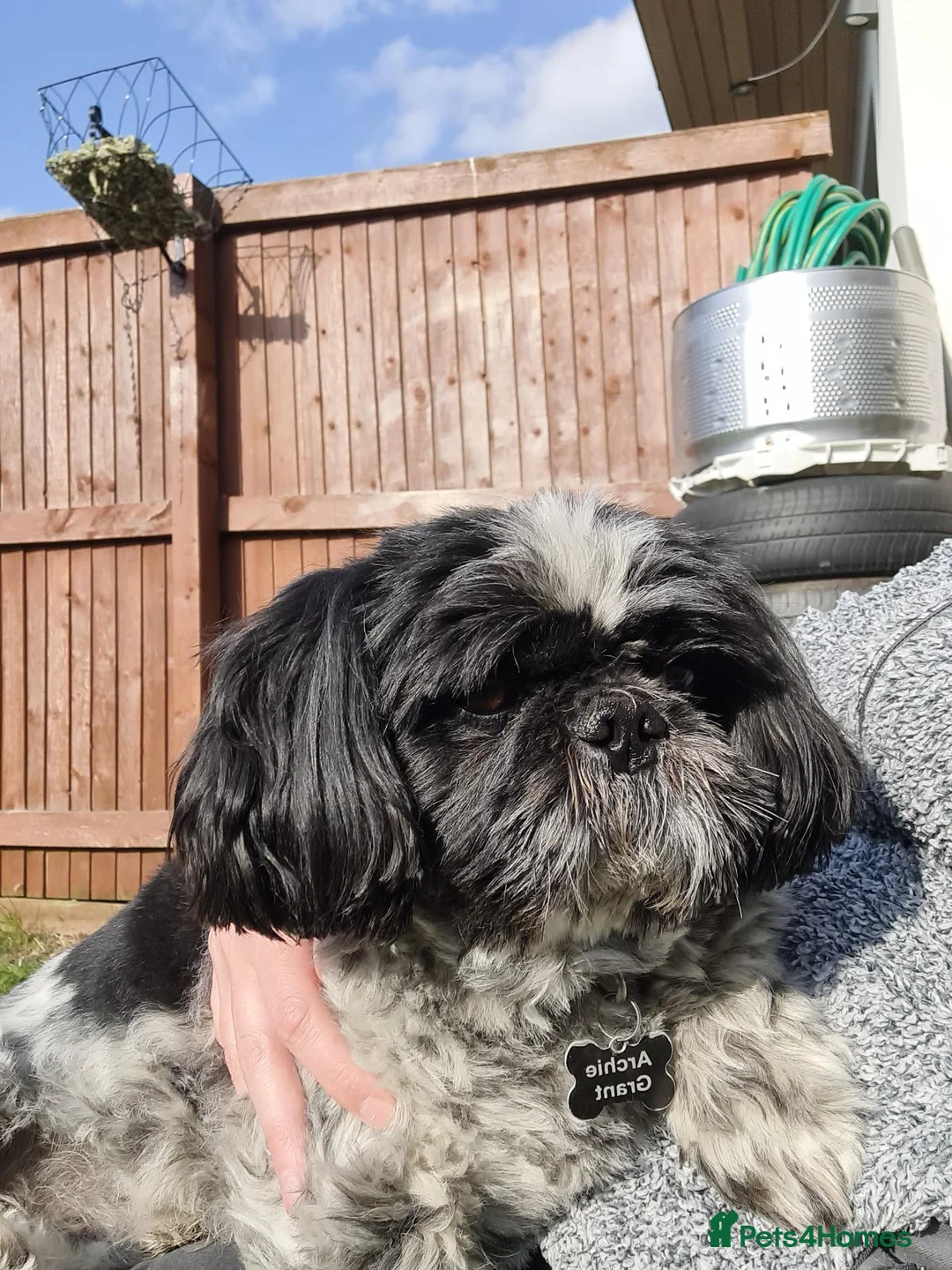 Mixed Breed dogs for stud: Archie ( shitzu and pekinese cross) not for sale  - Advert 8