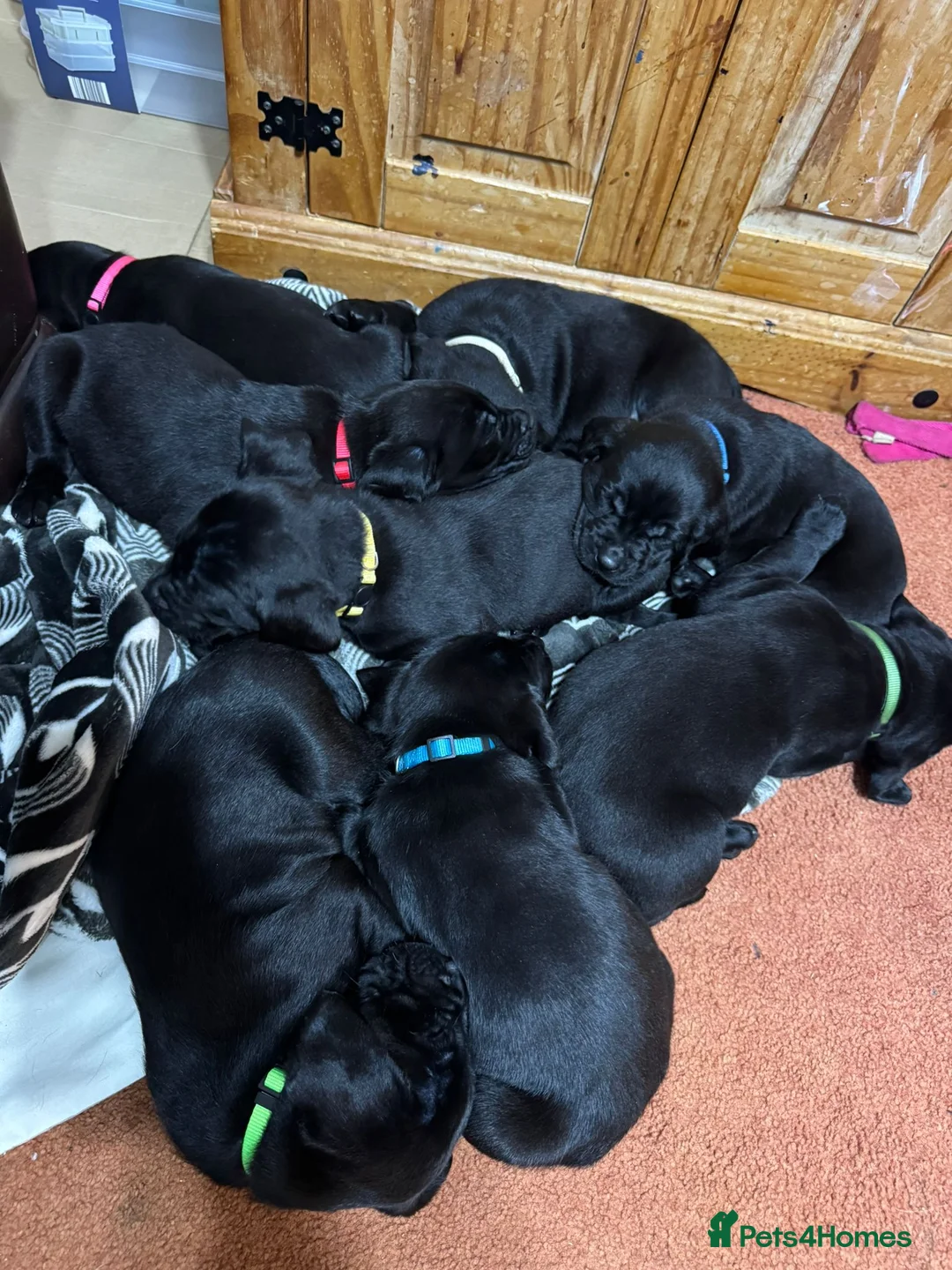 Labrador Retriever dogs for sale: Black Labrador Puppies  - Advert 2