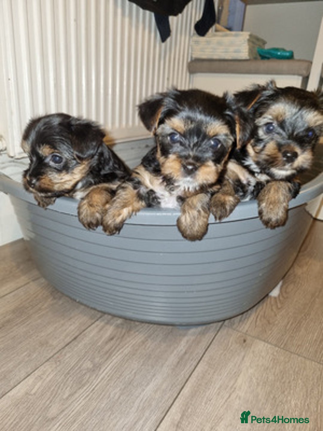 Yorkshire Terrier dogs for sale: Excellent Yorkshire Terrier Puppies For Sale. - Image 3