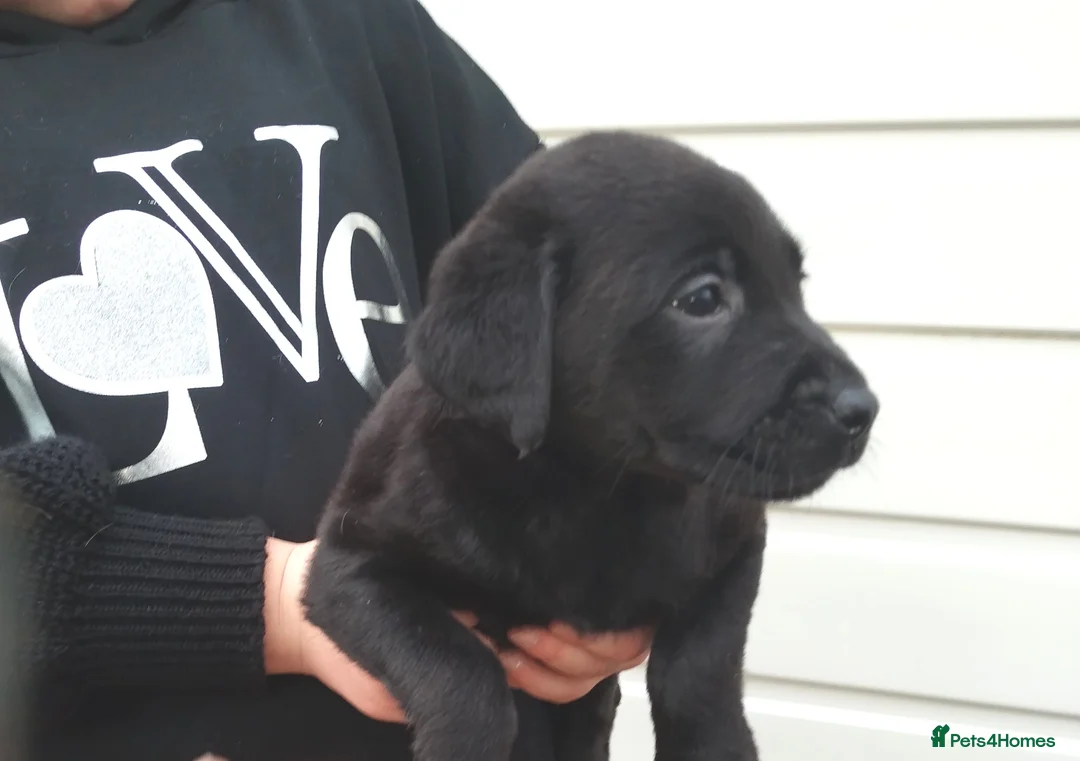 Labrador Retriever dogs for sale: Labrador puppies  - Advert 12