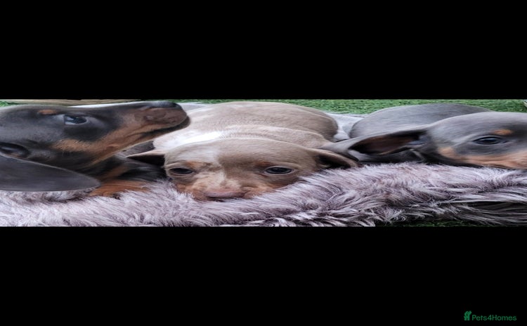 Miniature Dachshund dogs - Advert 14
