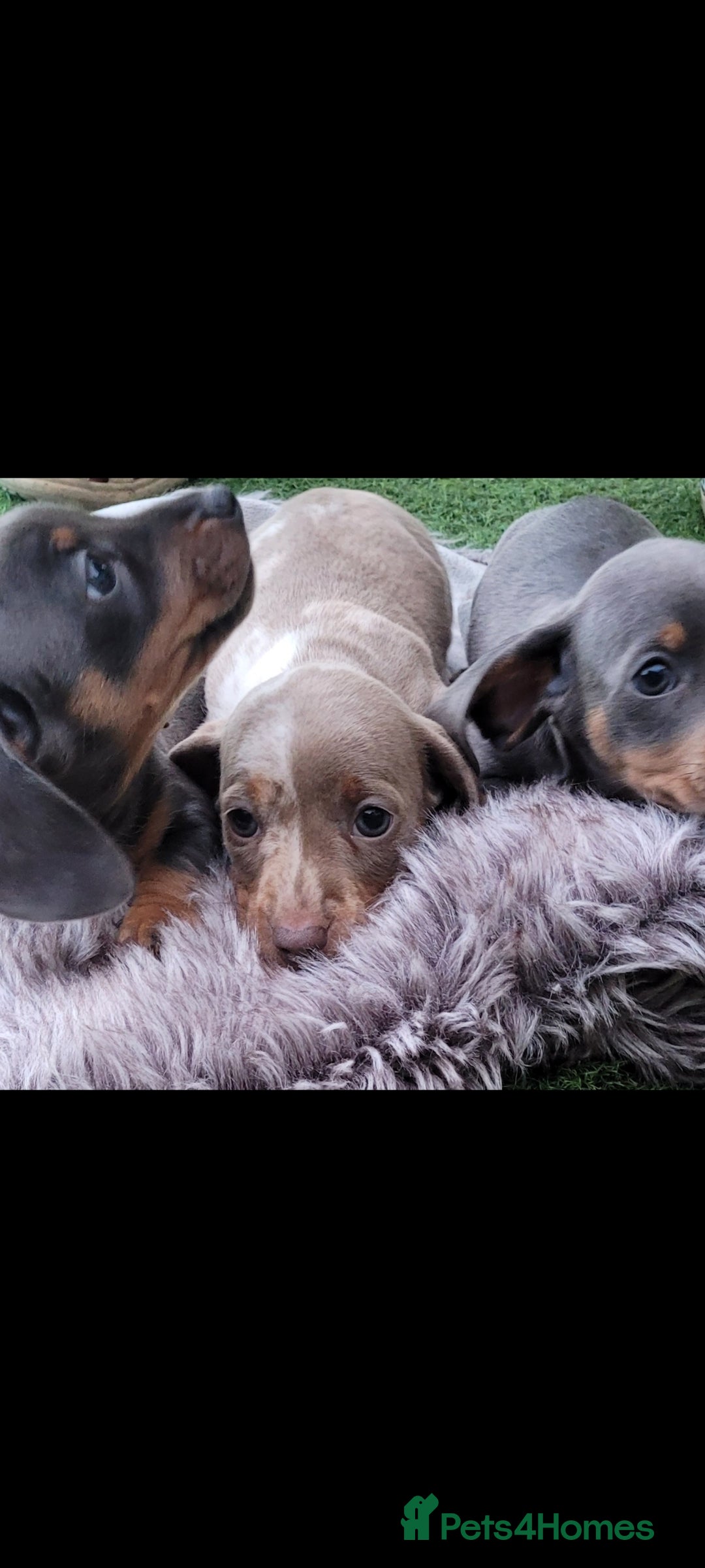 Miniature Dachshund dogs for sale: Isabella Dapple Boy left Miniature Dachshunds  - Image 6
