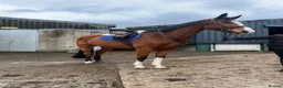 Irish Sports horses for sale: 16.1h 6 year old mare  in Chorley - Advert 3