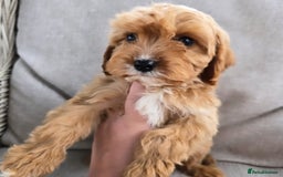 Cavapoo dogs for sale: Cavapoobabiesuk litter has arrived - Image 20