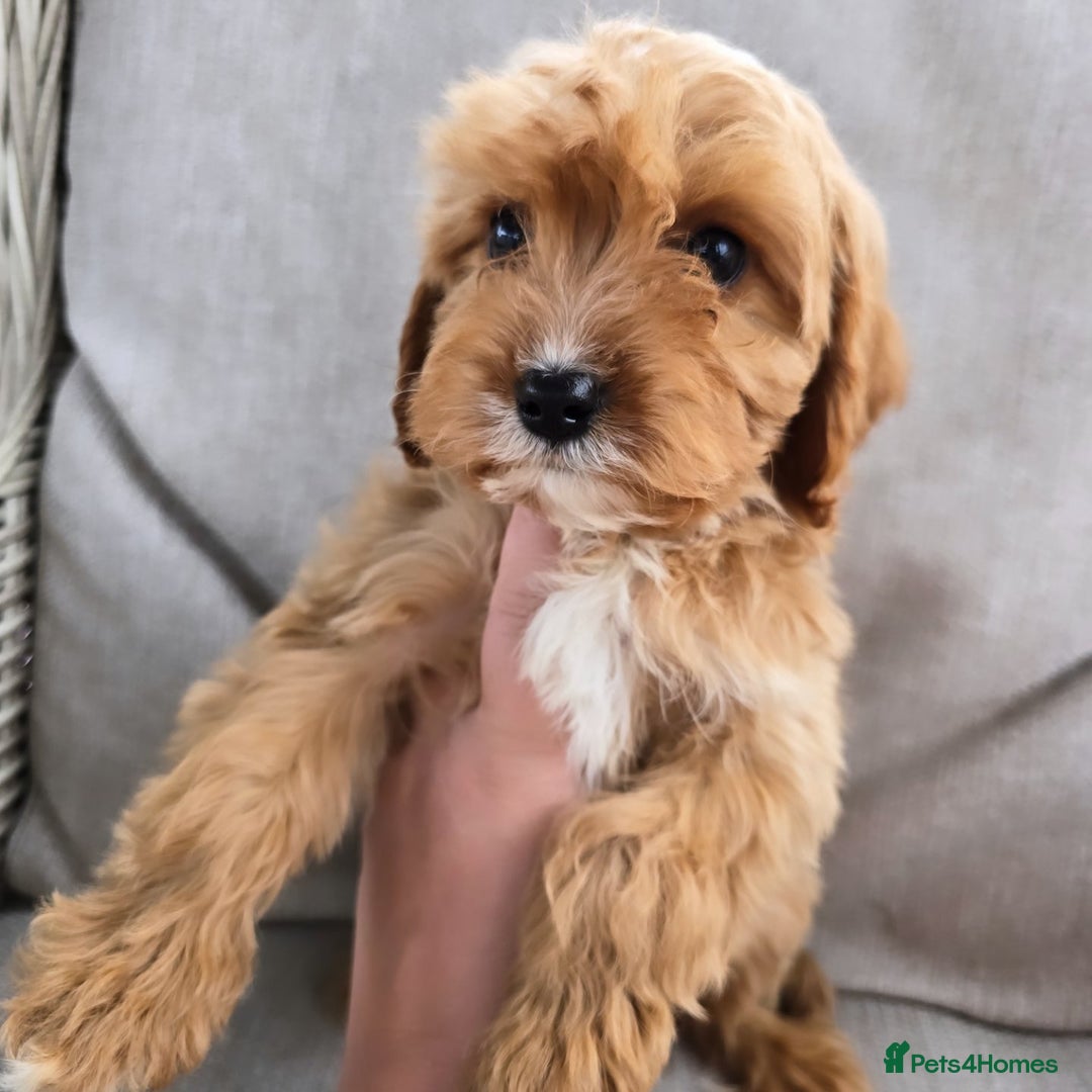 Cavapoo dogs for sale: Cavapoobabiesuk litter has arrived - Image 20