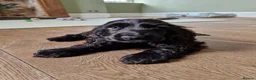 Cocker Spaniel dogs for sale: Beautiful Show Cocker Spaniel Puppies  - Advert 19