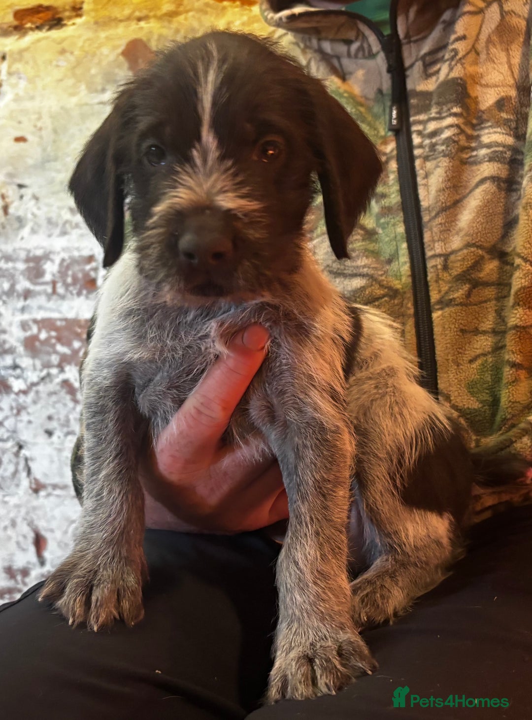 German Wirehaired Pointer dogs for sale: KC Reg GWP puppies  - Advert 1