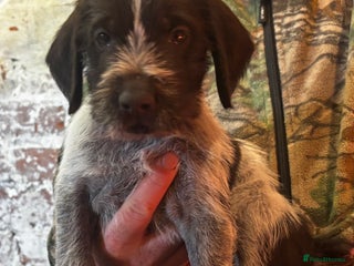 German Wirehaired Pointer dogs for sale: KC Reg GWP puppies - Advert 1