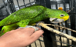 Parrots birds for sale: Baby hand reared Double yellow headed amazon  - Image 1