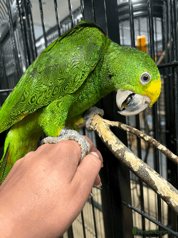 Parrots birds - Advert 3