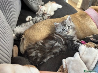 Maine Coon cats - Advert 36