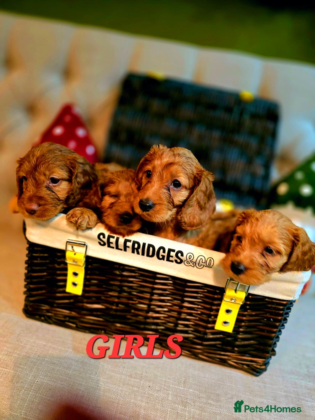 Cockapoo dogs F1 DNA hereditary clear cockapoos  - Advert 2