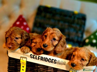 Cockapoo dogs F1 DNA hereditary clear cockapoos - Advert 2