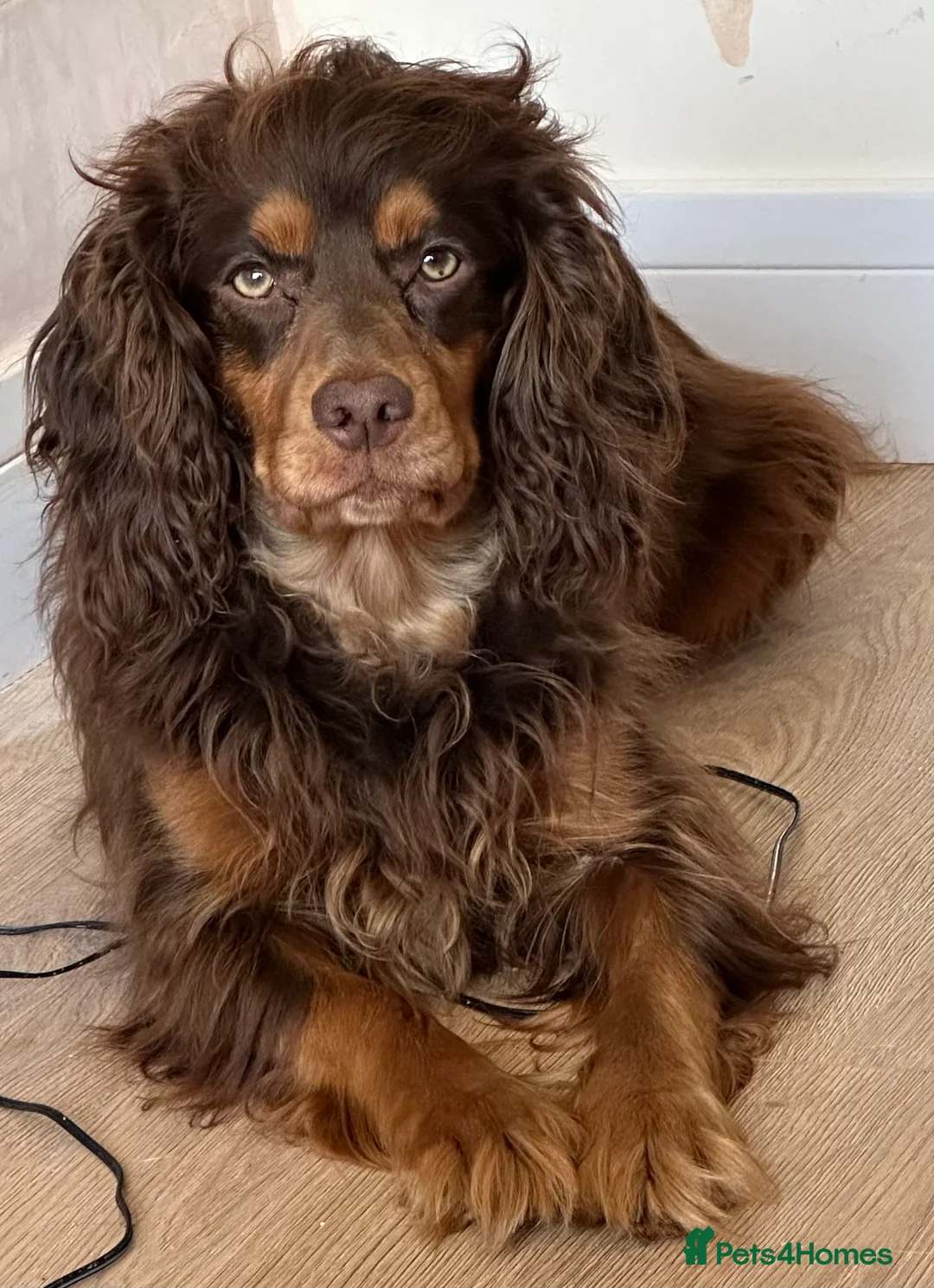 Cocker Spaniel dogs for sale: Working Cocker Spaniel Pups  - Advert 5