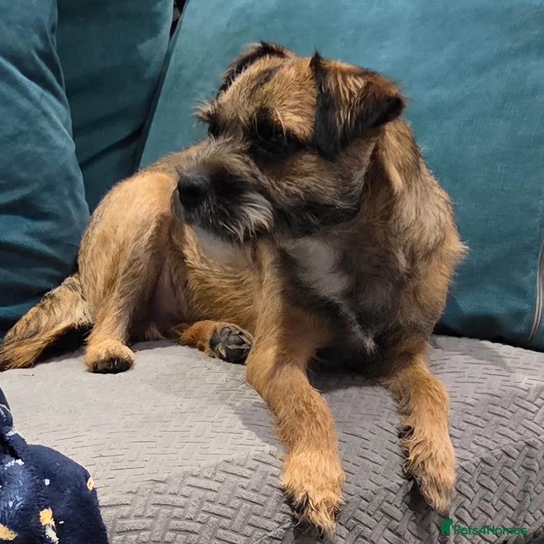 Border Terrier dogs for sale: Border terrier dog for sale in Brentwood - Advert 16