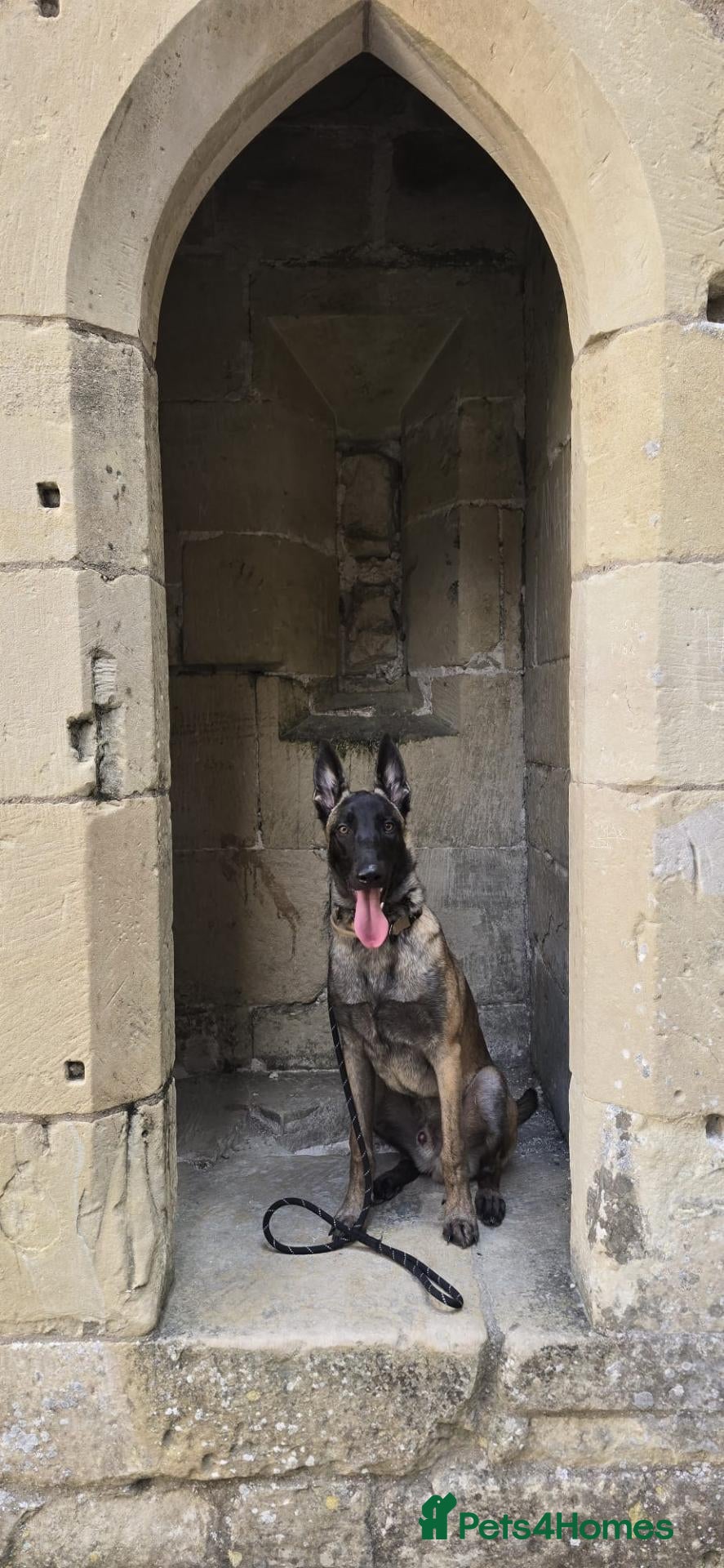 Belgian Shepherd Dog dogs for sale: 9 month Belgium Malinois  - Advert 9