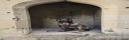 Belgian Shepherd Dog dogs for sale: 9 month Belgium Malinois  in Salisbury - Advert 1