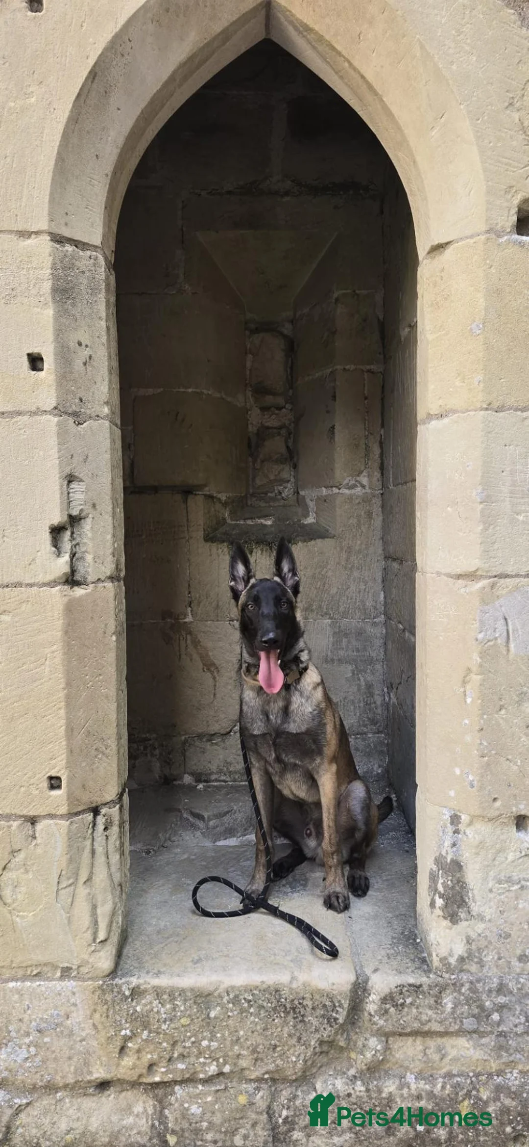 Belgian Shepherd Dog dogs for sale: 9 month Belgium Malinois  in Salisbury - Advert 1