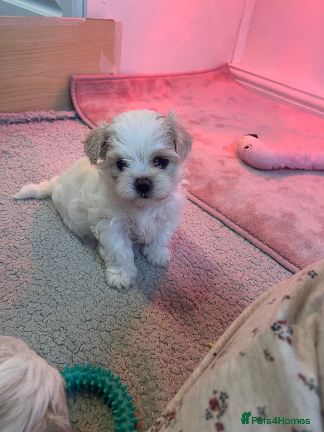 Malshi dogs for sale: Adorable Korean Maltese x Malshi puppies  - Advert 4