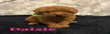 Miniature Poodle 4